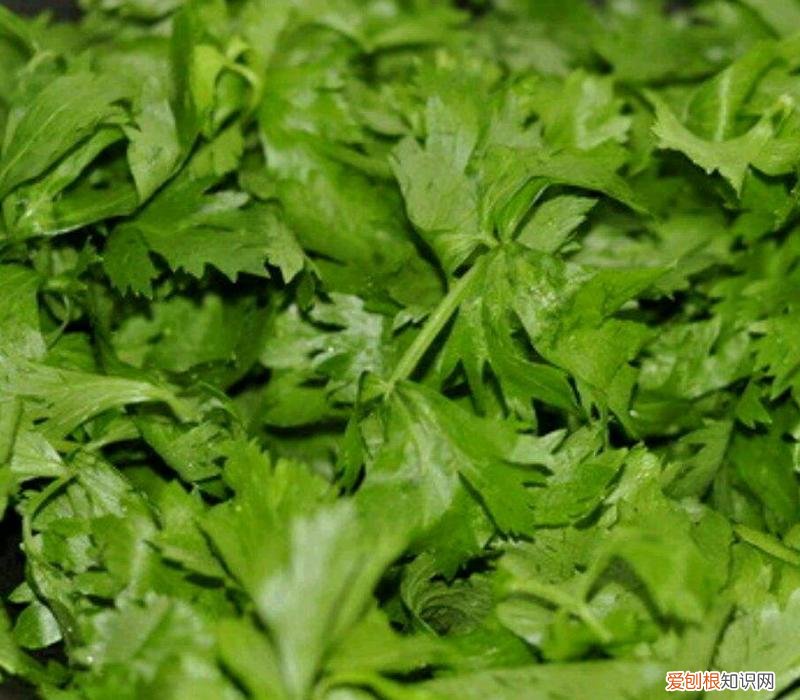 为什么芹菜叶子不能吃？芹菜叶的这些秘密，现在知道还不晚