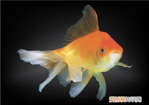 梦见鱼5种征兆要发财 梦见鱼是什么意思