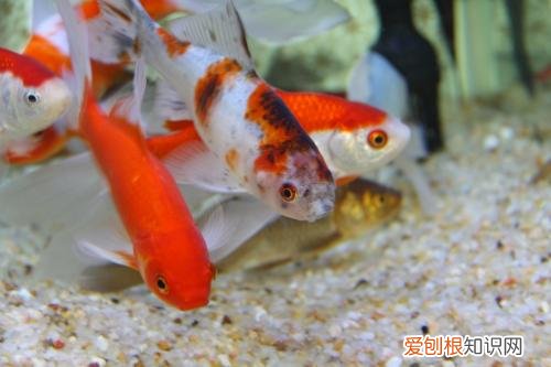 梦见鱼5种征兆要发财 梦见鱼是什么意思