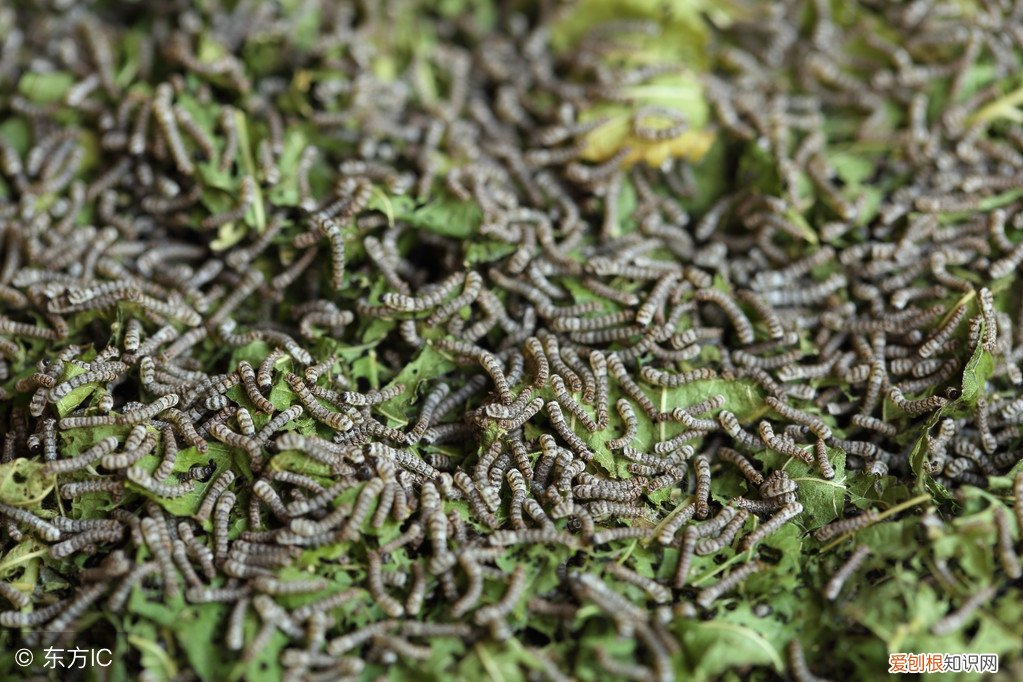 没有桑叶还可以用这些东西喂养 蚕宝宝除了吃桑叶还能吃什么