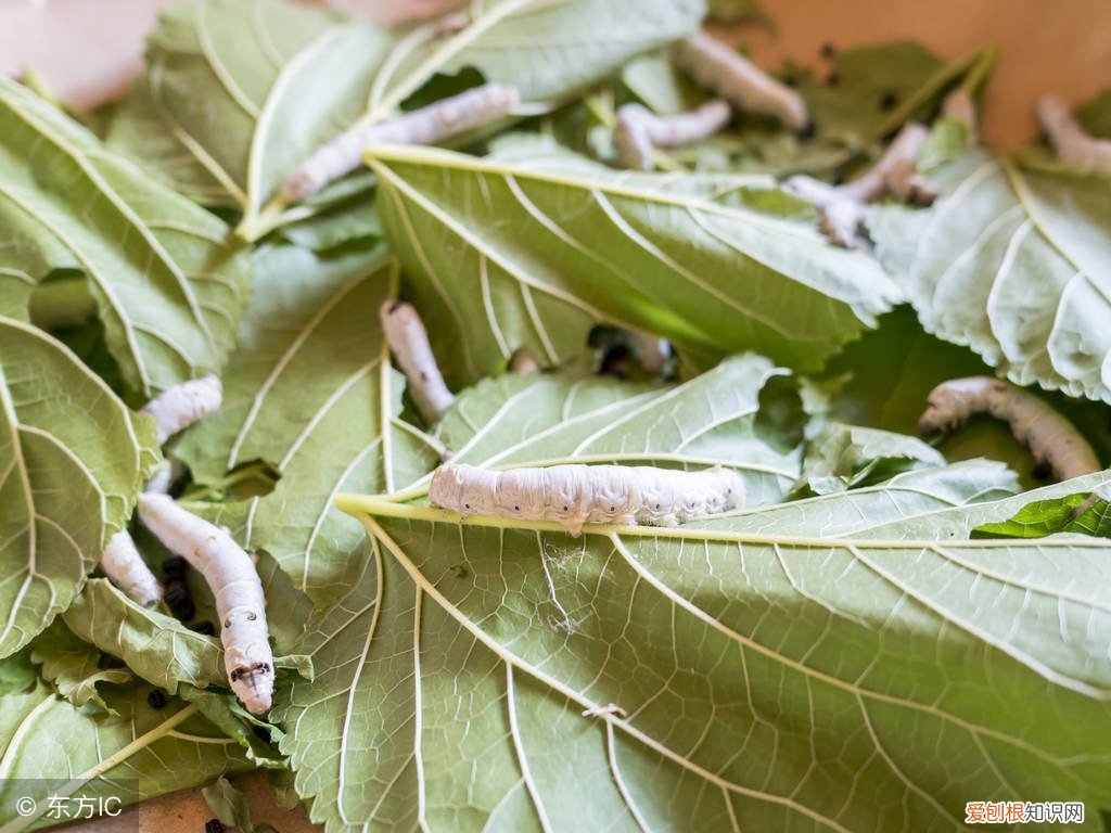 没有桑叶还可以用这些东西喂养 蚕宝宝除了吃桑叶还能吃什么