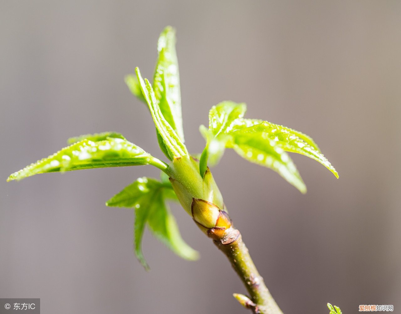没有桑叶还可以用这些东西喂养 蚕宝宝除了吃桑叶还能吃什么