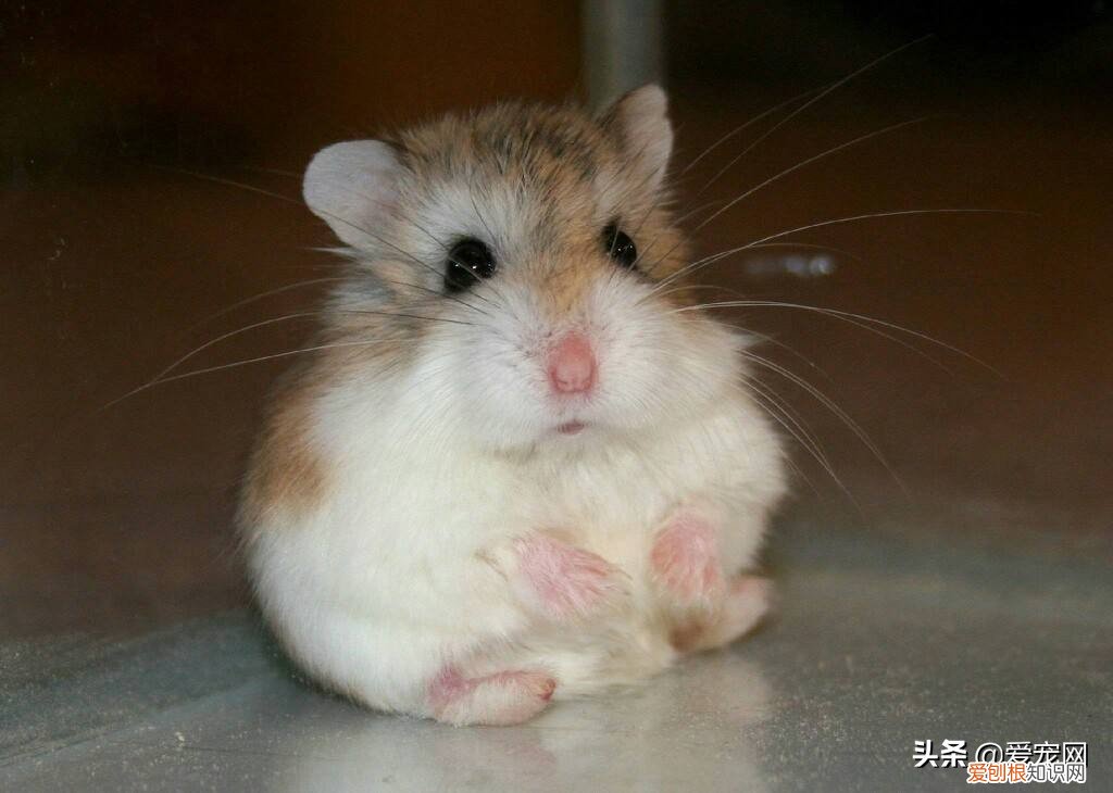 仓鼠饲养八大禁忌 喂养仓鼠的人注意了