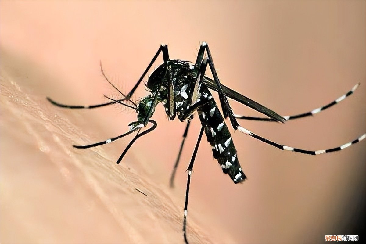 蚊香对人体的危害有多大？电蚊香液对人有害吗