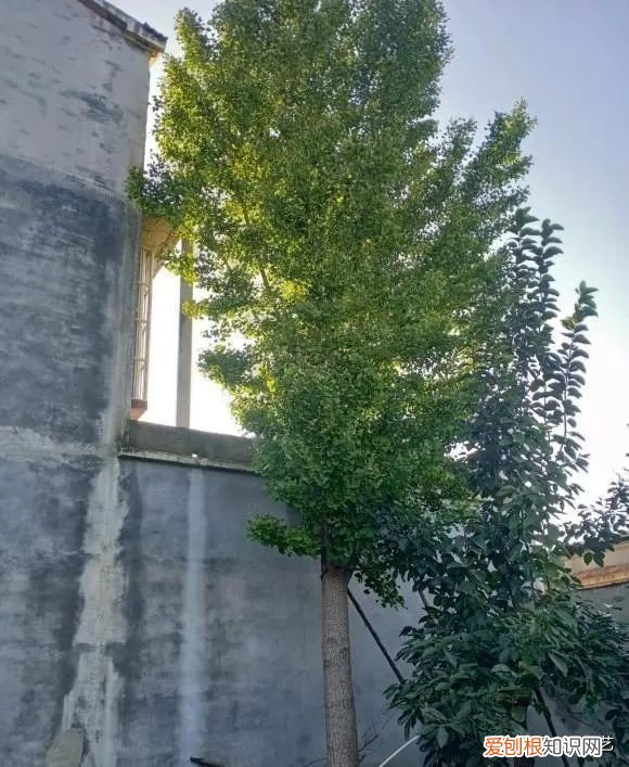 第一种镇宅树我推荐石榴树 排名第一最好的镇宅树