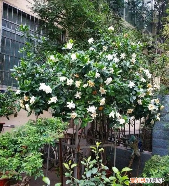 第一种镇宅树我推荐石榴树 排名第一最好的镇宅树