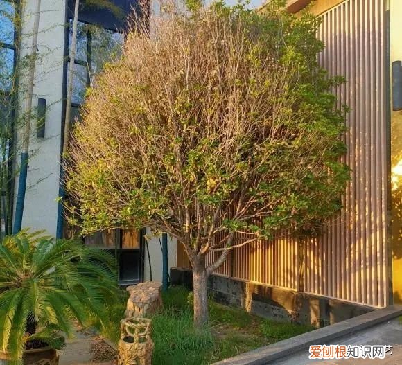 第一种镇宅树我推荐石榴树 排名第一最好的镇宅树