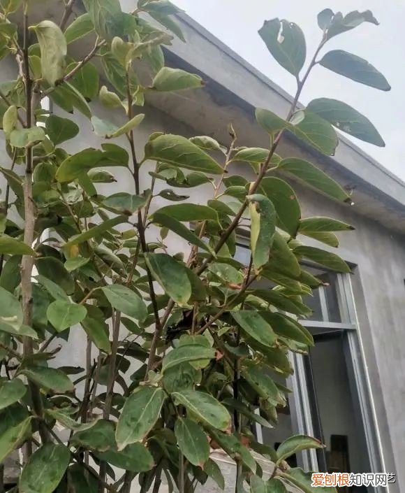 第一种镇宅树我推荐石榴树 排名第一最好的镇宅树