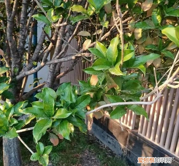 第一种镇宅树我推荐石榴树 排名第一最好的镇宅树