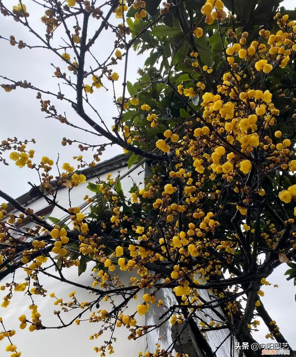 第一种镇宅树我推荐石榴树 排名第一最好的镇宅树