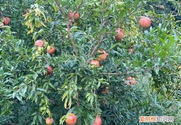 第一种镇宅树我推荐石榴树 排名第一最好的镇宅树