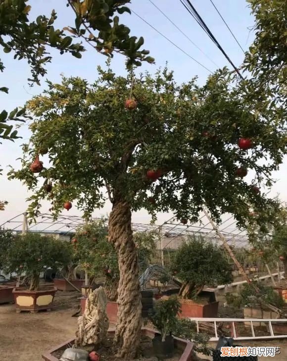 第一种镇宅树我推荐石榴树 排名第一最好的镇宅树