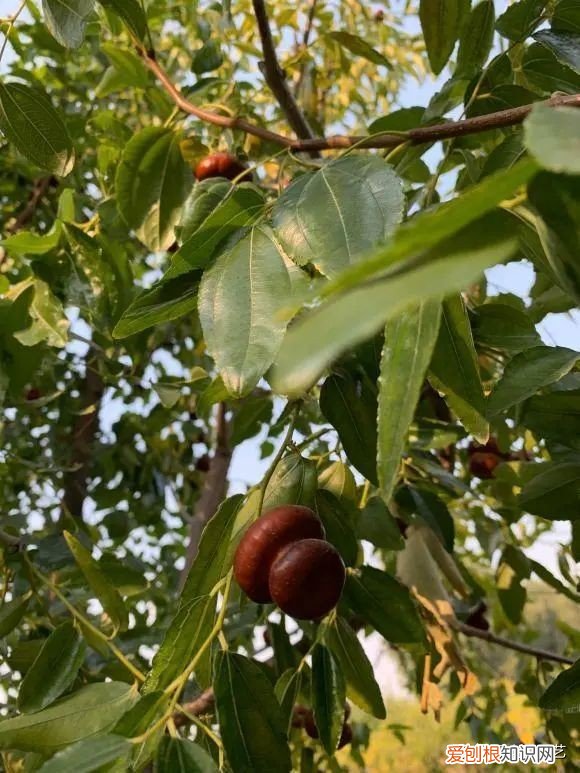 第一种镇宅树我推荐石榴树 排名第一最好的镇宅树