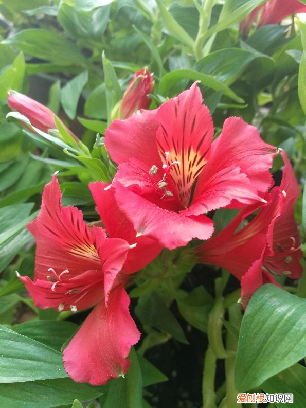 代表友谊的花束有哪些？4种适合给朋友的花，寓意友谊长存