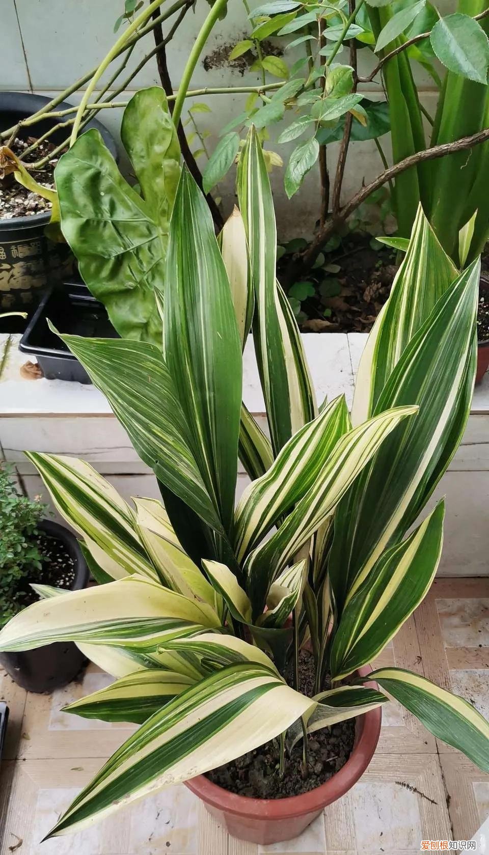 吸甲醛的植物有哪些？8种能吸甲醛的花，好养又漂亮