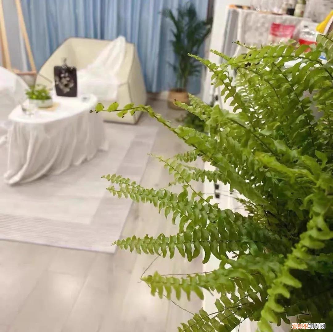 吸甲醛的植物有哪些？8种能吸甲醛的花，好养又漂亮