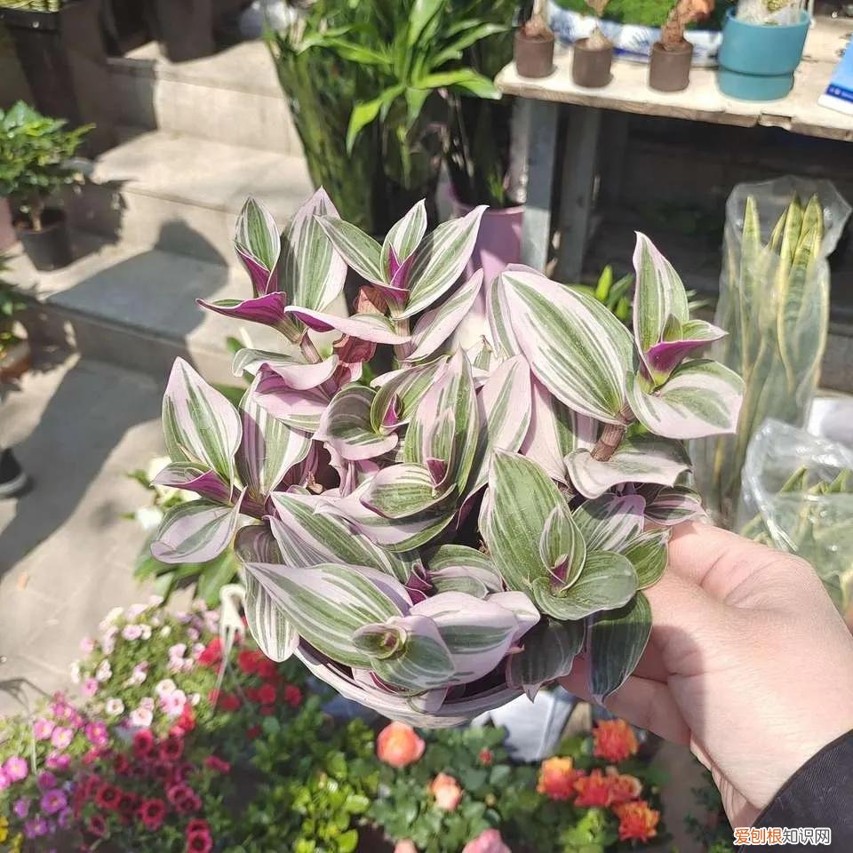 吸甲醛的植物有哪些？8种能吸甲醛的花，好养又漂亮