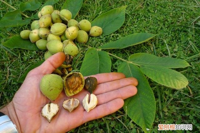 活人木乃伊有多痛苦?揭秘日本奇葩木乃伊风俗