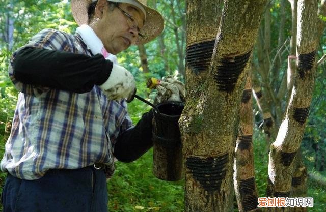 活人木乃伊有多痛苦？揭秘日本奇葩木乃伊风俗