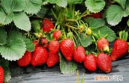 草莓零基础种植方法 草莓的种植方法和技术