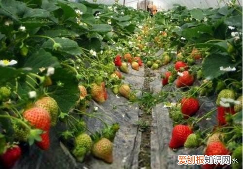 草莓零基础种植方法 草莓的种植方法和技术