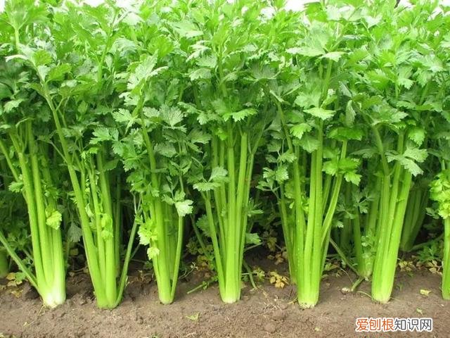 芹菜馅的饺子馅怎么调最好吃？牢记3个诀窍，鲜嫩好吃