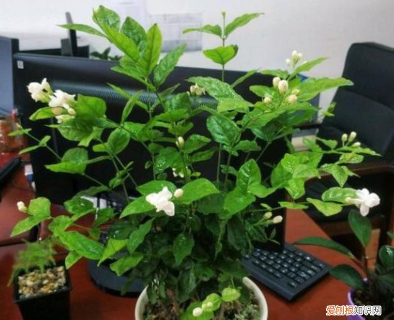 有“5件事”要注意 茉莉花的养殖方法和注意事项