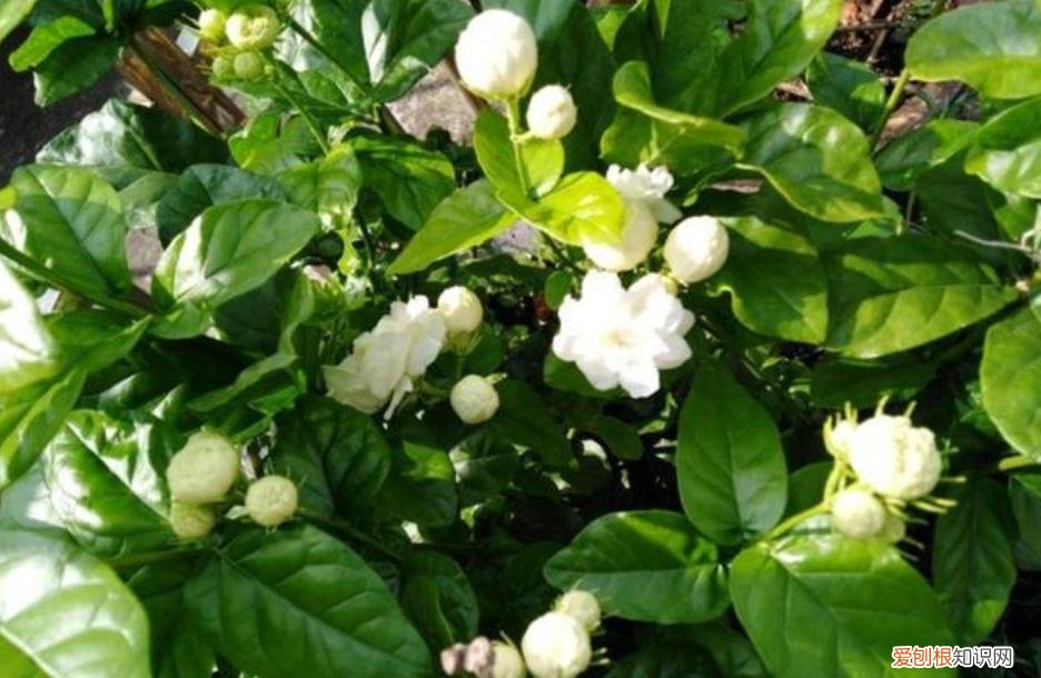 有“5件事”要注意 茉莉花的养殖方法和注意事项