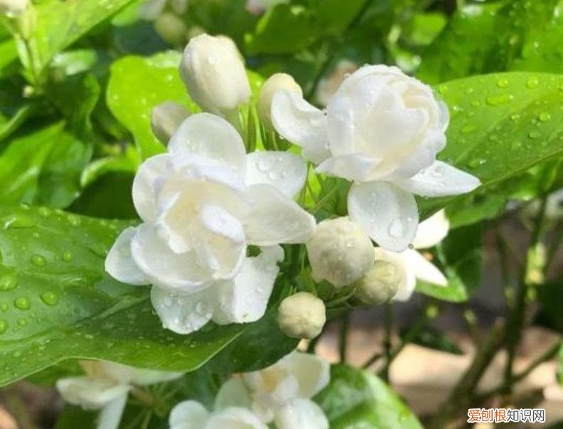 有“5件事”要注意 茉莉花的养殖方法和注意事项