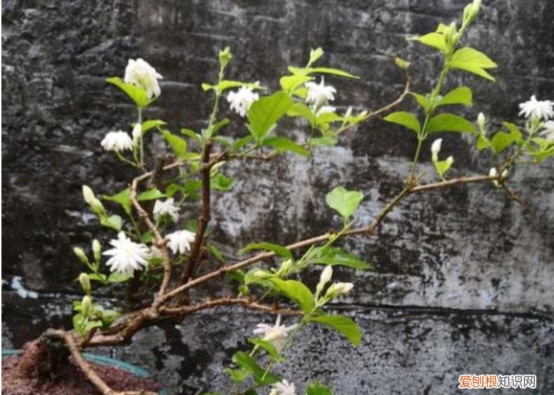 有“5件事”要注意 茉莉花的养殖方法和注意事项