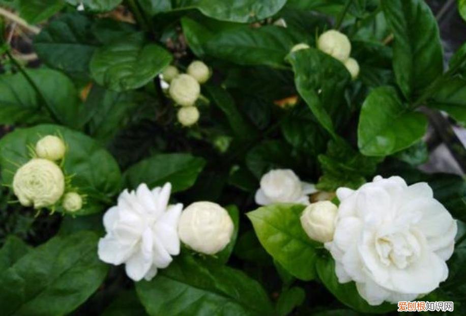 有“5件事”要注意 茉莉花的养殖方法和注意事项