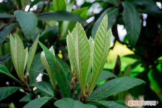 枇杷是凉性的还是热性的？中医认为枇杷性凉