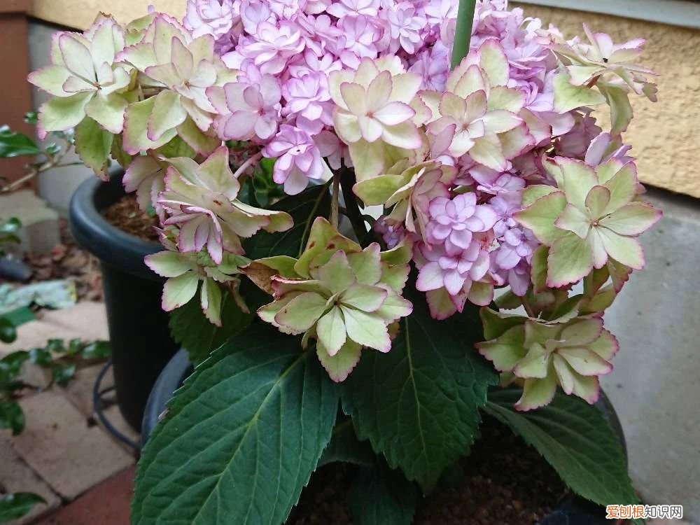 教你如何养殖 绣球花的养殖方法和注意事项