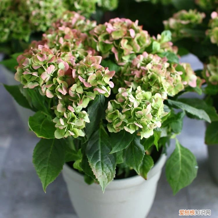 教你如何养殖 绣球花的养殖方法和注意事项