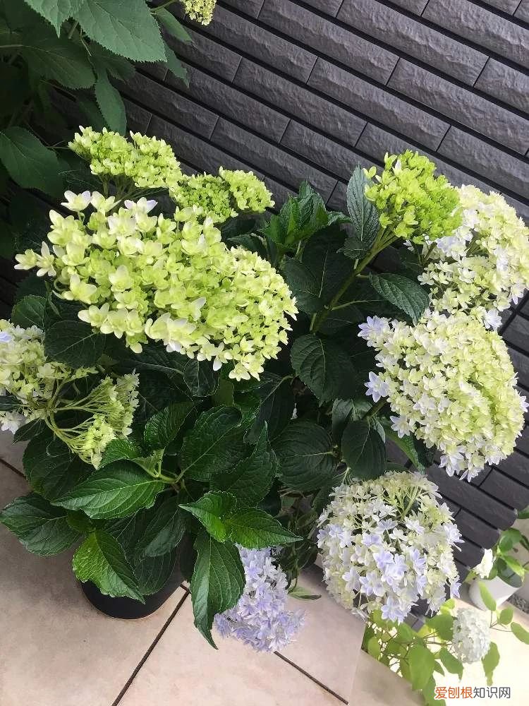 教你如何养殖 绣球花的养殖方法和注意事项