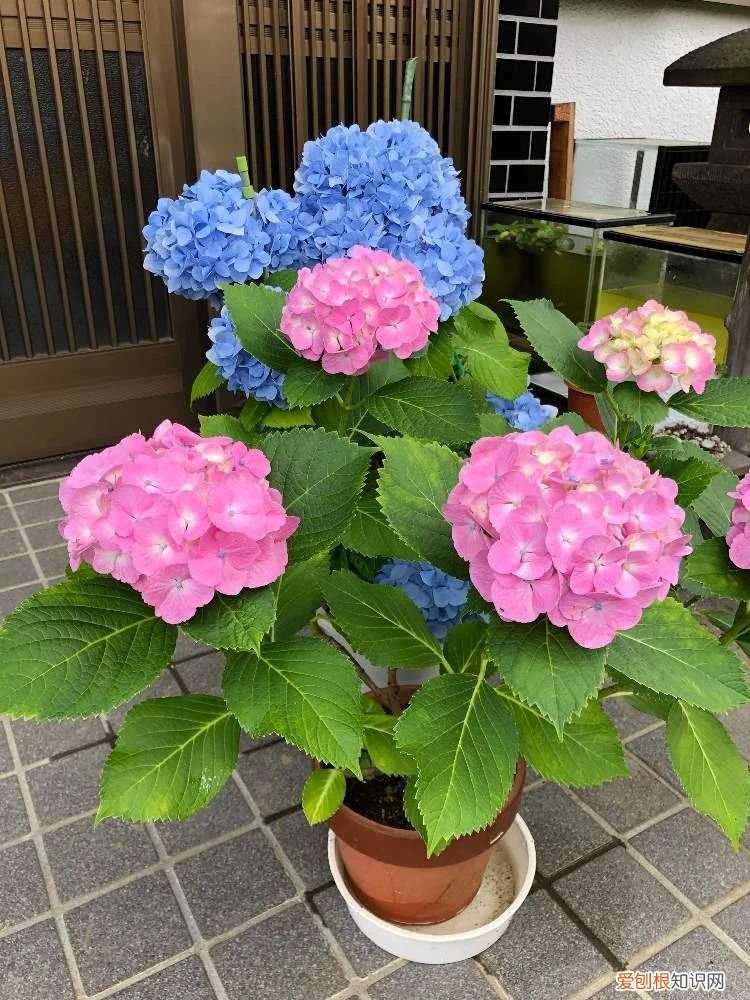 教你如何养殖 绣球花的养殖方法和注意事项