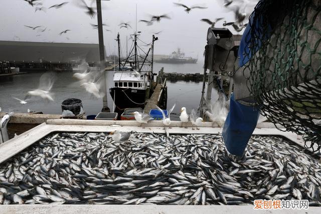 是鲱鱼本身难闻还是故意加工？ 鲱鱼罐头为什么这么臭