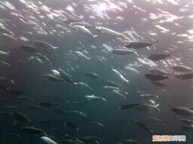 是鲱鱼本身难闻还是故意加工？ 鲱鱼罐头为什么这么臭