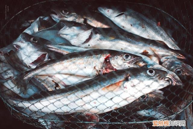 是鲱鱼本身难闻还是故意加工？ 鲱鱼罐头为什么这么臭