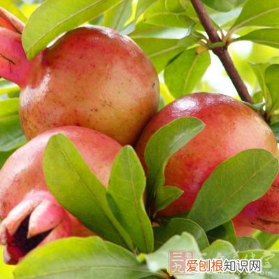 血压低吃什么补得最快？吃这竟可以缓解低血压