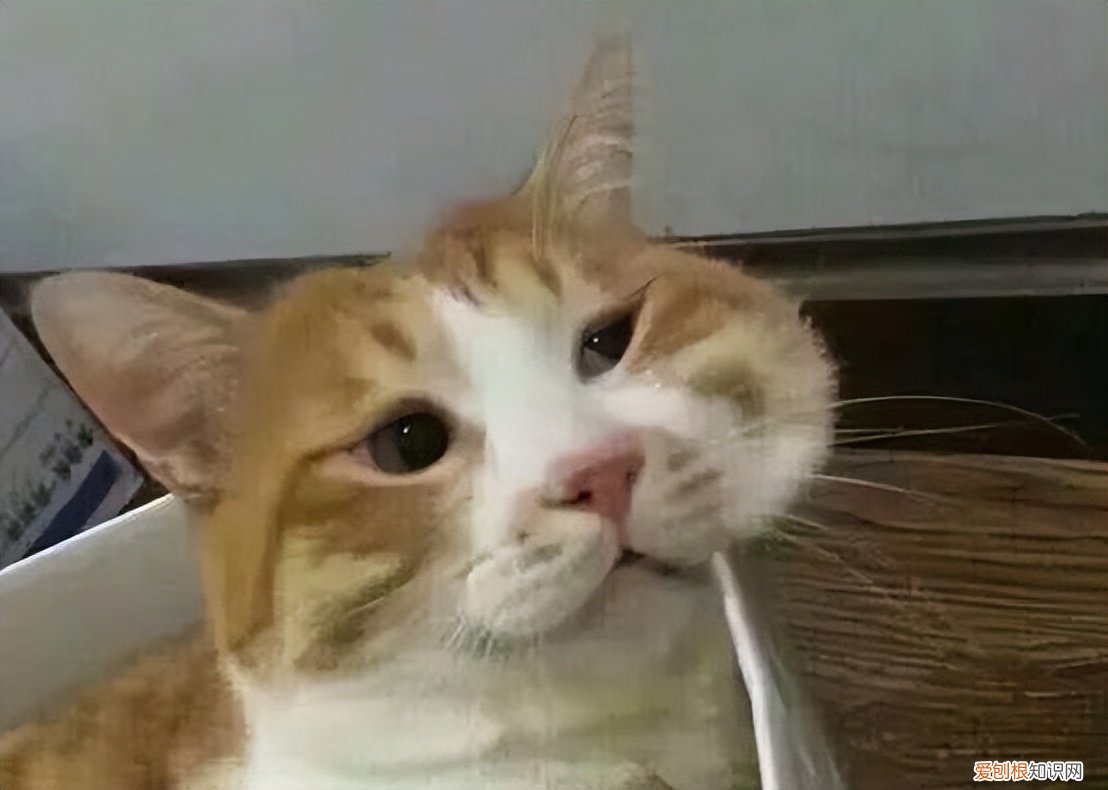 潘周聃为什么火了?因学霸式起身爆红全网