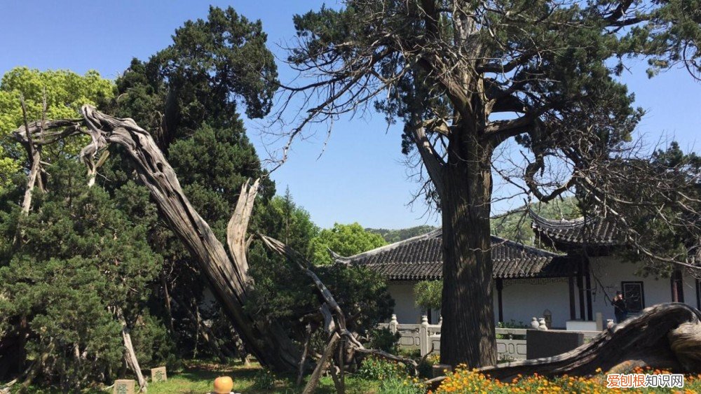 乾隆皇帝竟然亲自为它命名! 世界上最小的树