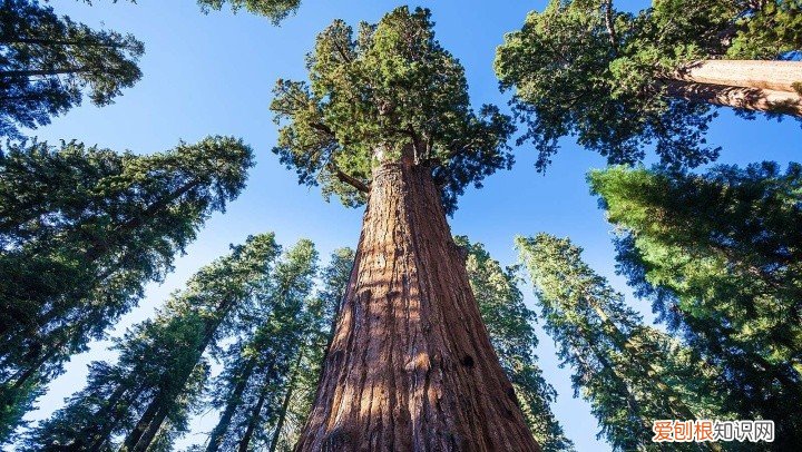 乾隆皇帝竟然亲自为它命名! 世界上最小的树