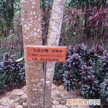 乾隆皇帝竟然亲自为它命名! 世界上最小的树