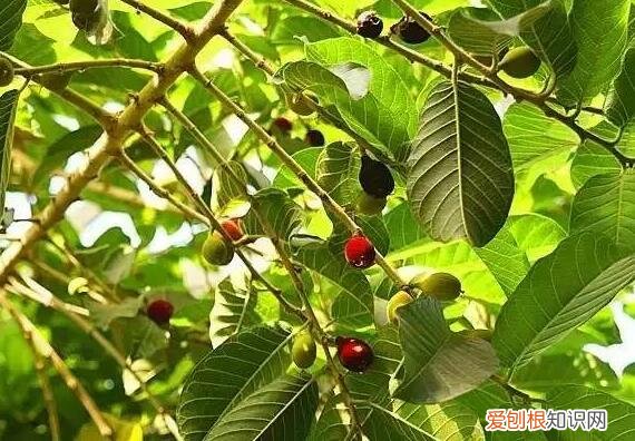 乾隆皇帝竟然亲自为它命名! 世界上最小的树