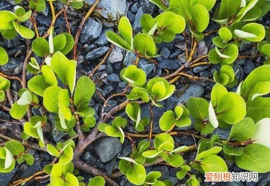 乾隆皇帝竟然亲自为它命名! 世界上最小的树