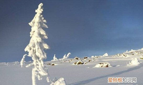 乾隆皇帝竟然亲自为它命名! 世界上最小的树