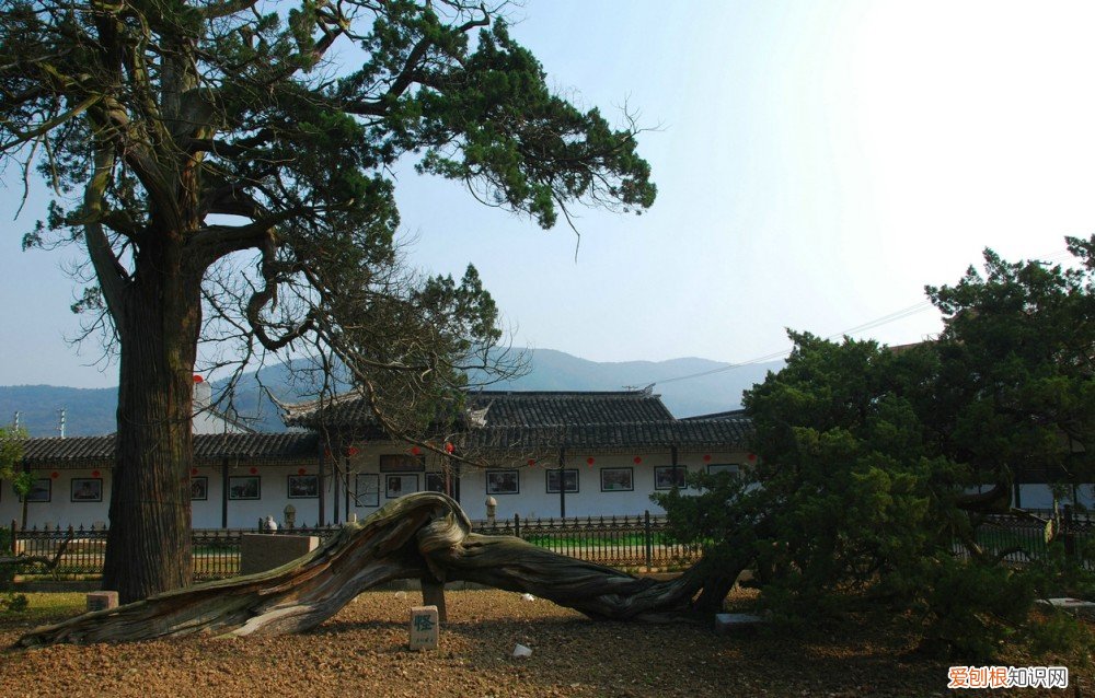 乾隆皇帝竟然亲自为它命名! 世界上最小的树