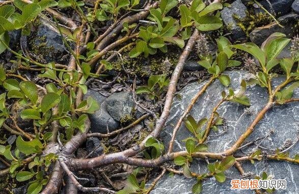 乾隆皇帝竟然亲自为它命名! 世界上最小的树