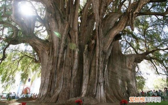 乾隆皇帝竟然亲自为它命名! 世界上最小的树